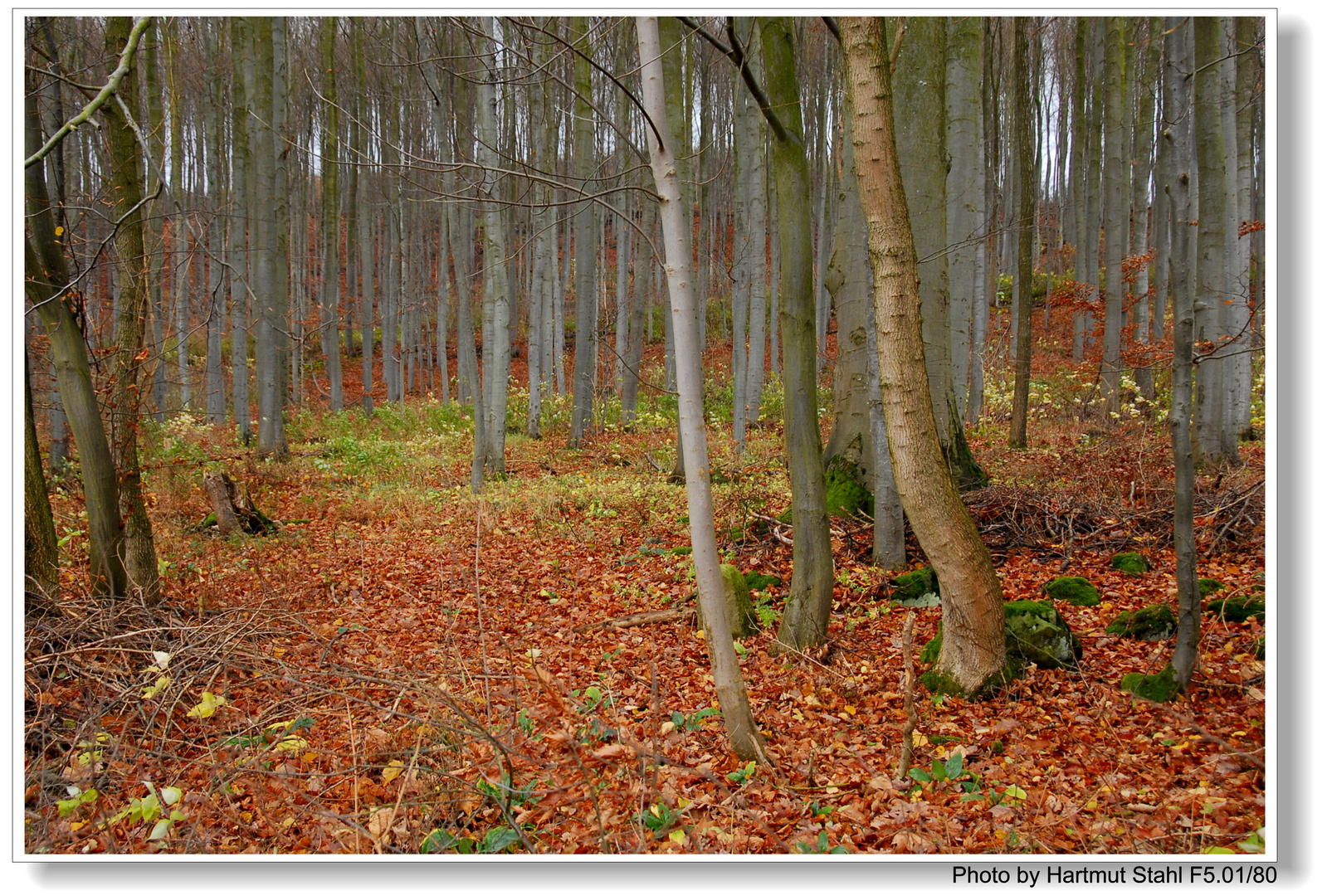 Herbstwald (bosque en otoño)