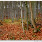 Herbstwald (bosque en otoño)