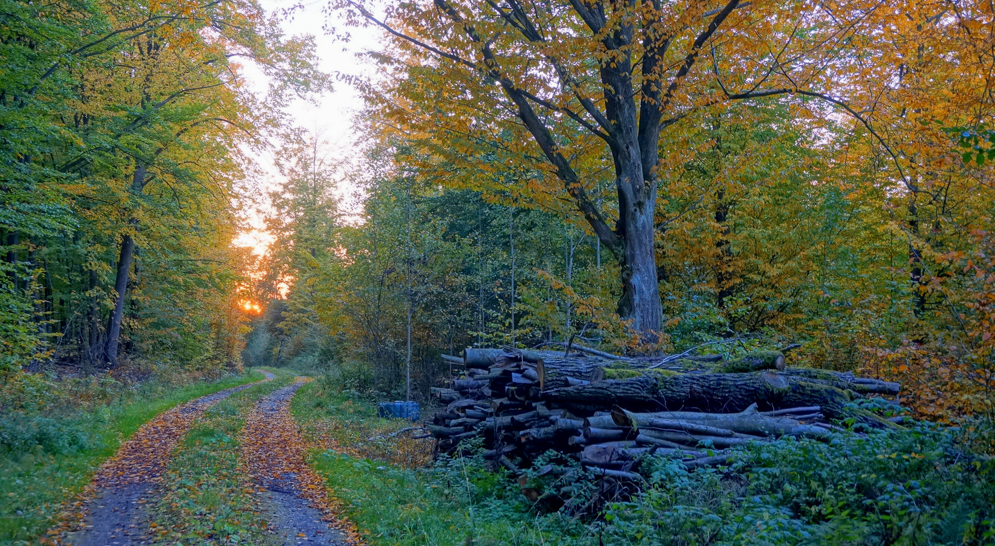 Herbstwald (bosque otoñal)