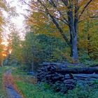 Herbstwald (bosque otoñal)