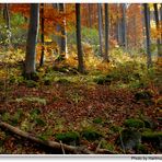 Herbstwald (bosque otoñal)