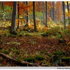 Herbstwald (bosque otoñal)