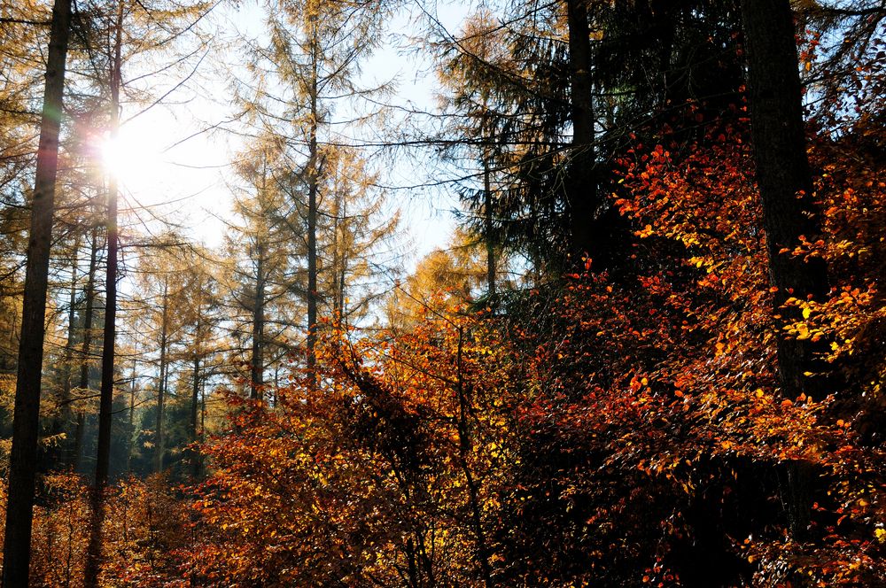 Herbstwald