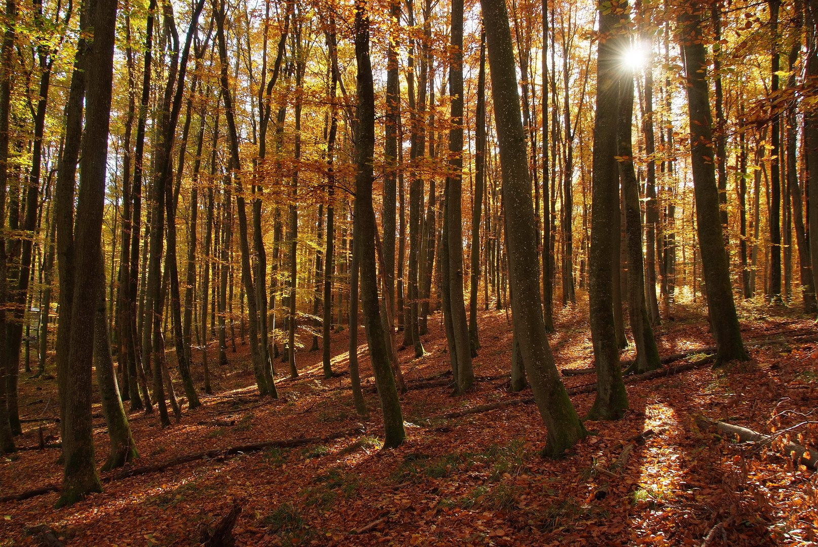 Herbstwald