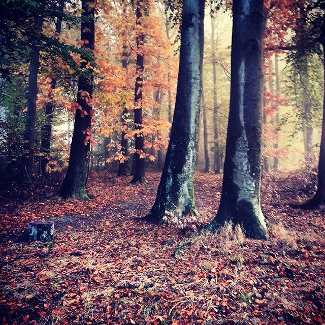 Herbstwald