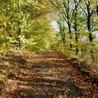 Herbstwald