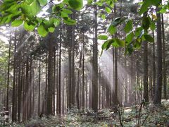 Herbstwald