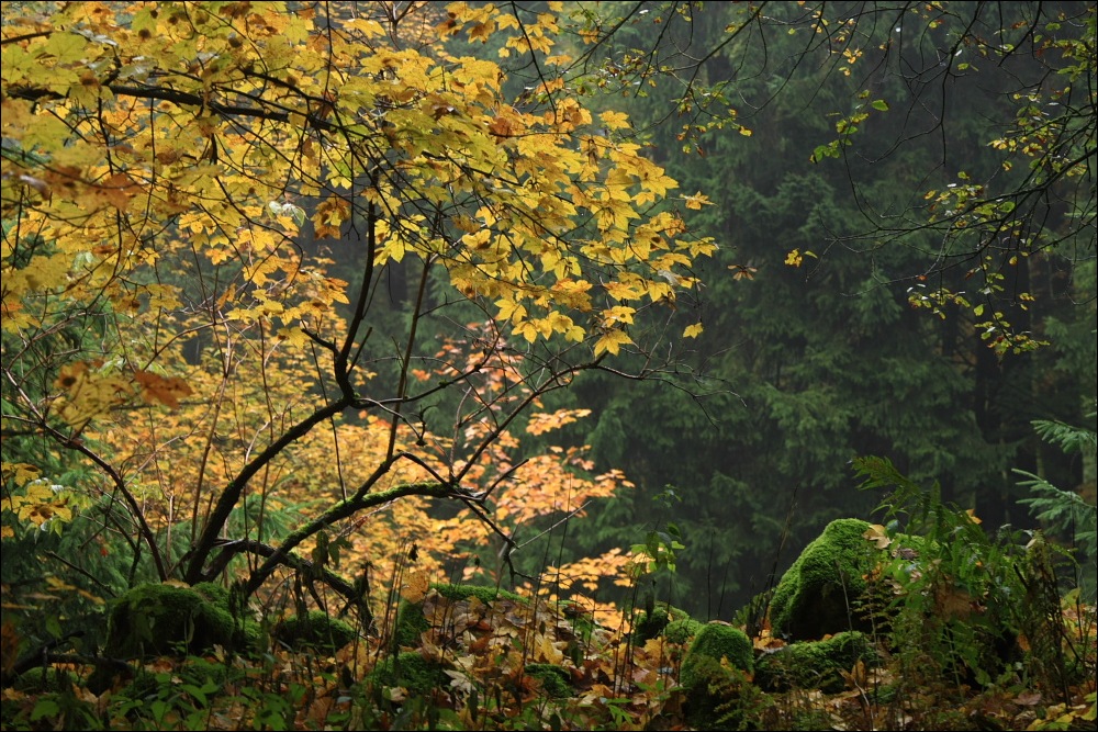 Herbstwald