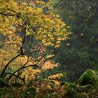 Herbstwald