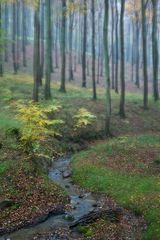 Herbstwald