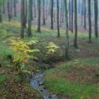 Herbstwald