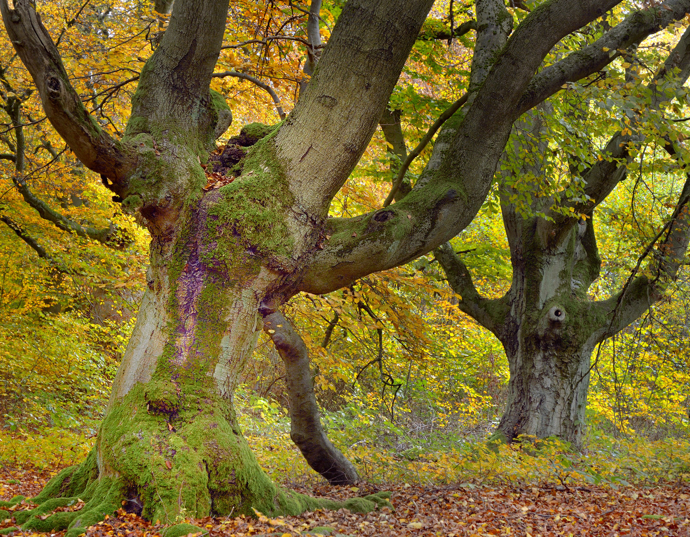 Herbstwald