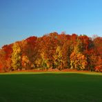 Herbstwald