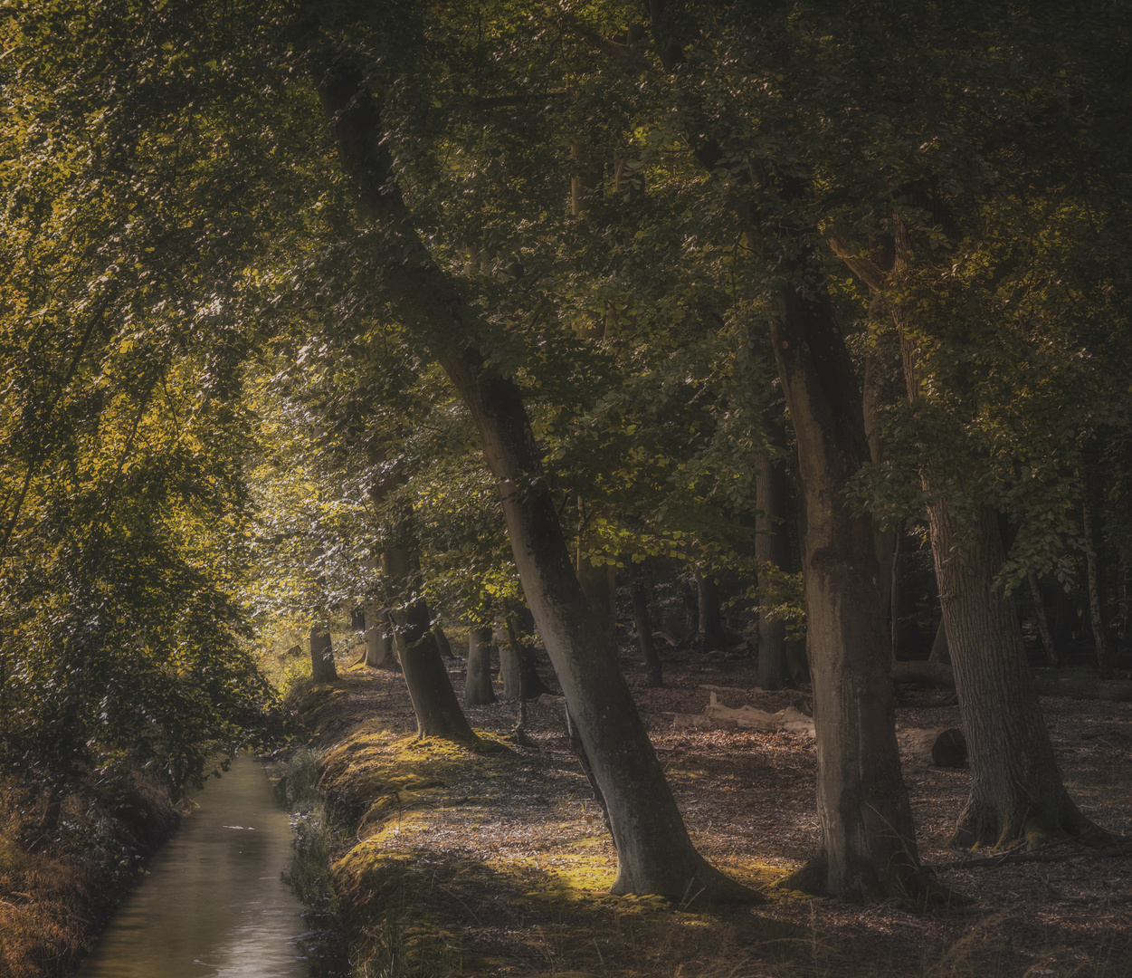 Herbstwald