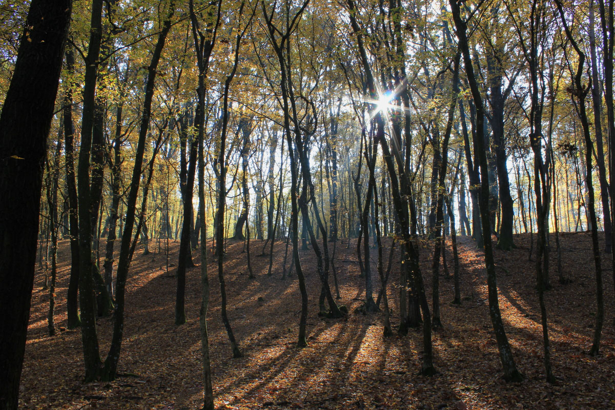 Herbstwald