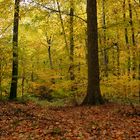 Herbstwald