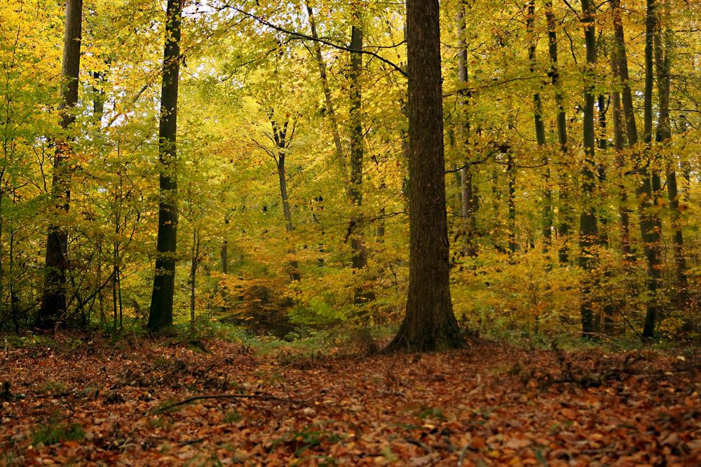 Herbstwald