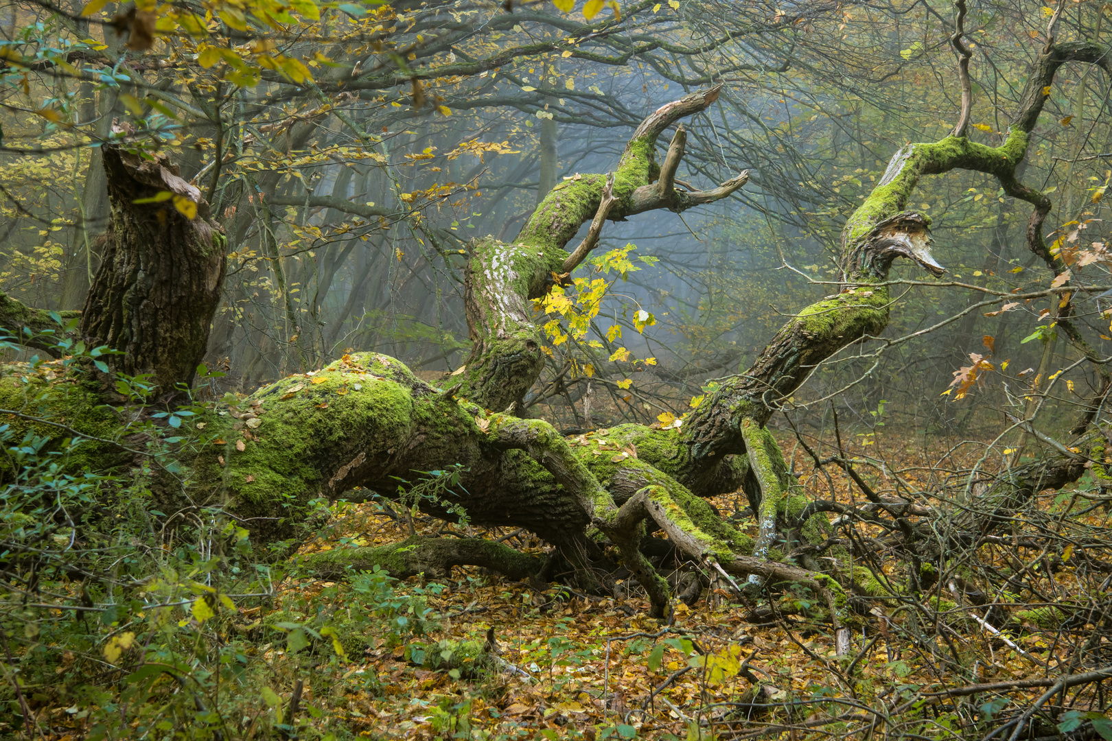 Herbstwald