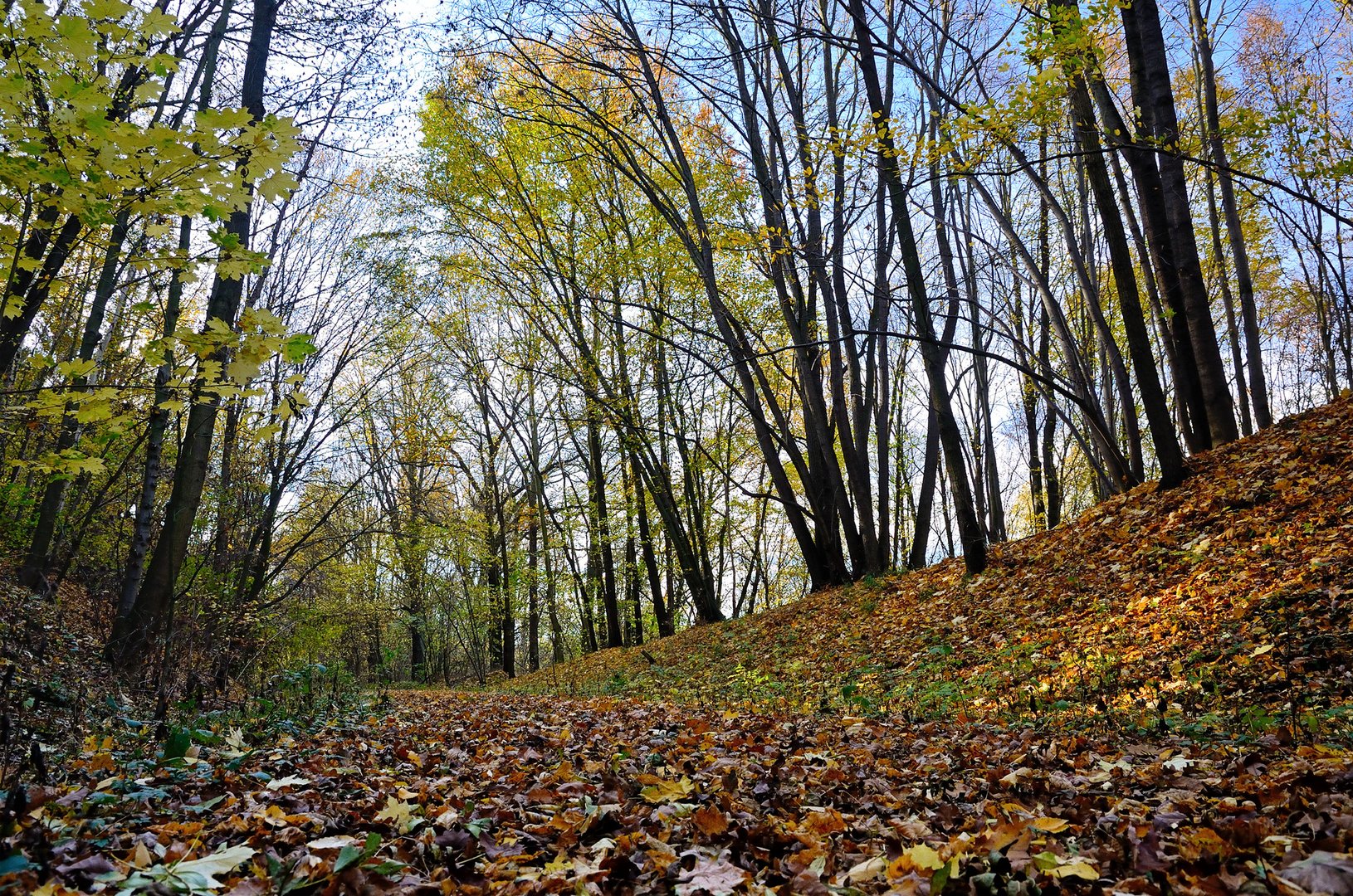 Herbstwald