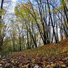 Herbstwald