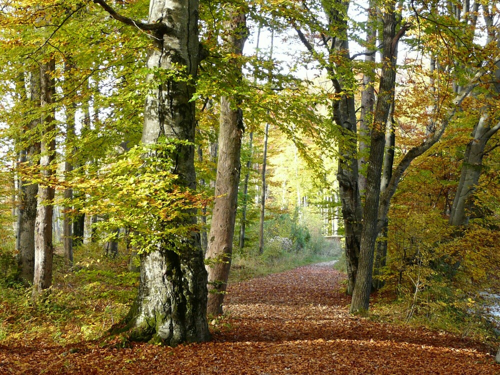 Herbstwald