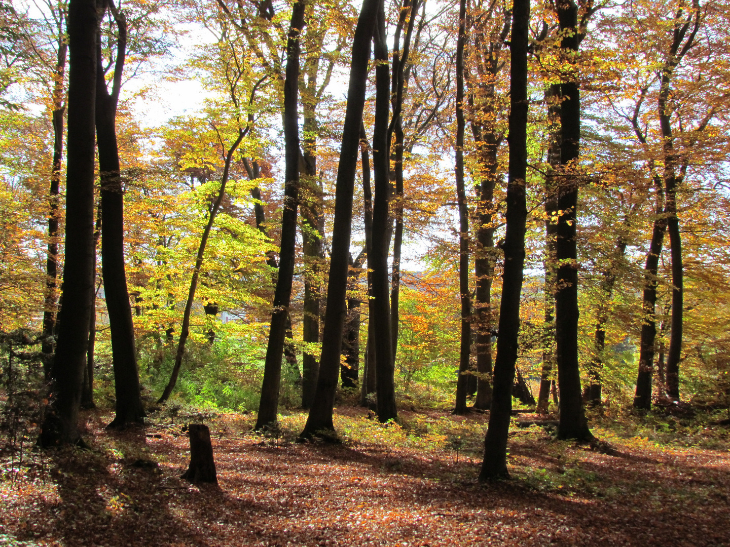 Herbstwald