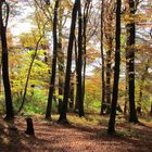 Herbstwald