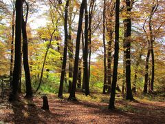 Herbstwald