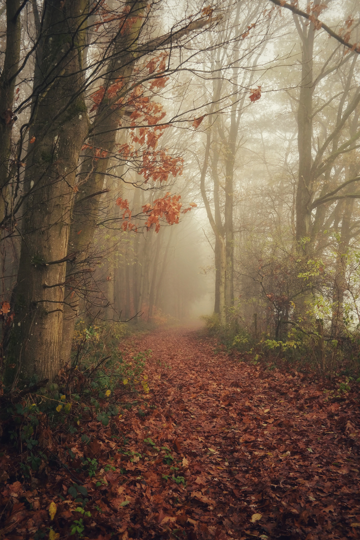 Herbstwald