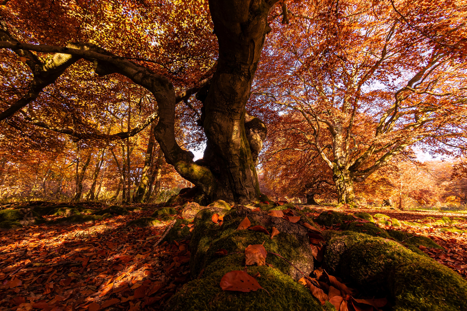 Herbstwald