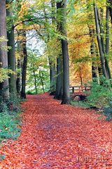 Herbstwald