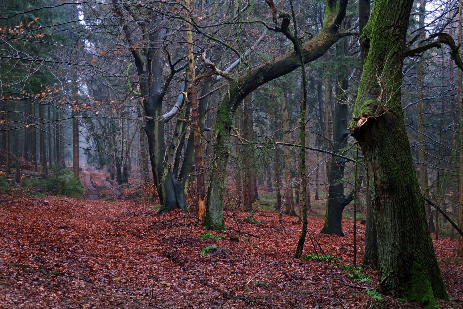 Herbstwald