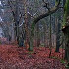 Herbstwald