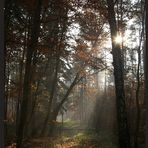 Herbstwald