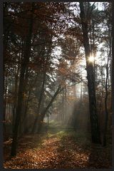 Herbstwald