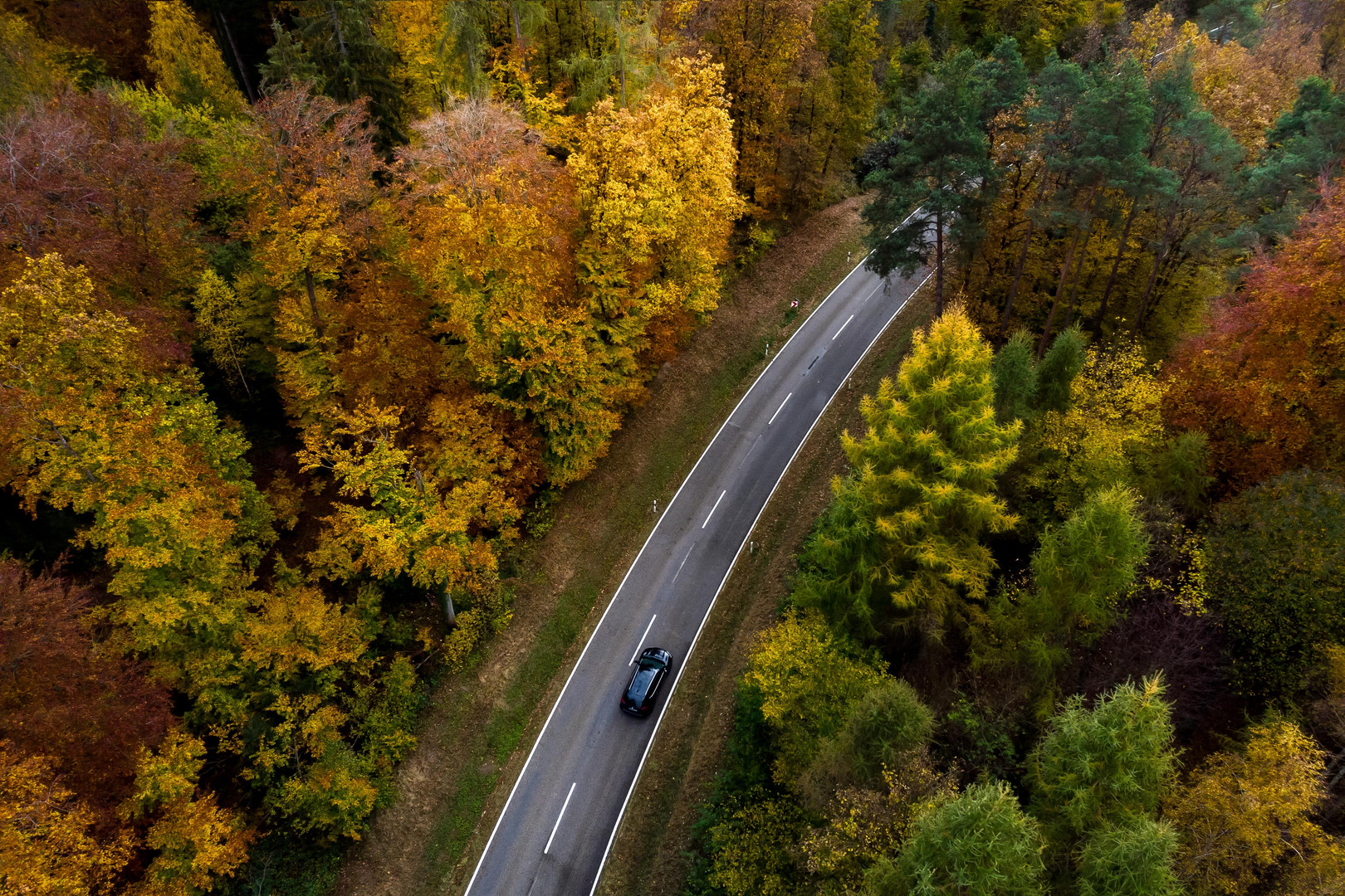 Herbstwald