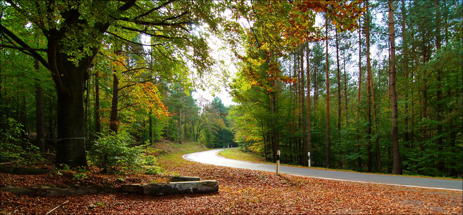 Herbstwald