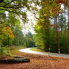 Herbstwald