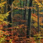 Herbstwald