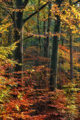 Herbstwald