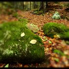 Herbstwald