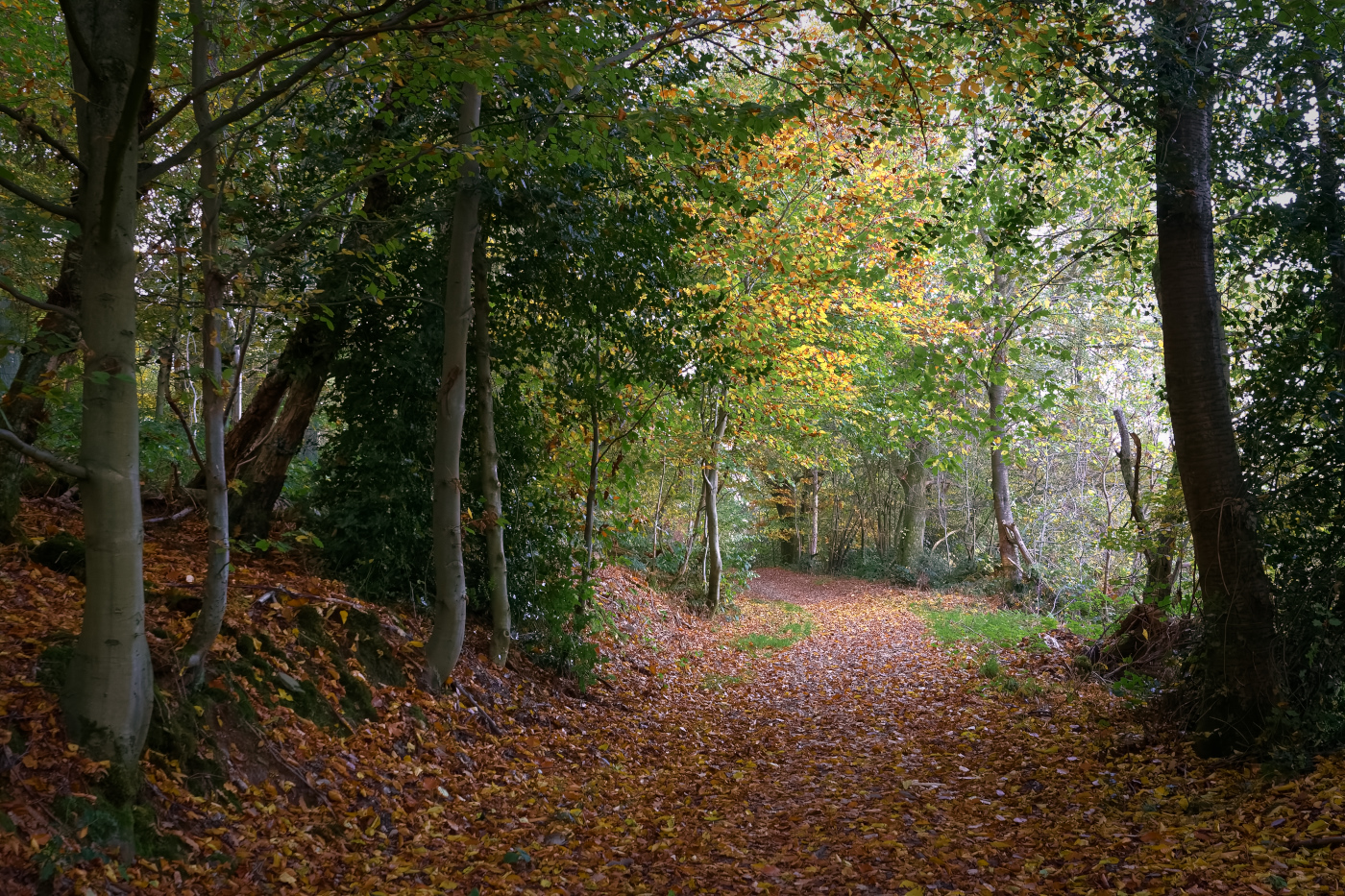 Herbstwald