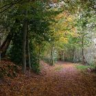 Herbstwald