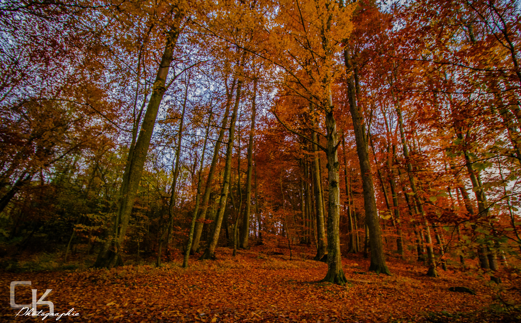 Herbstwald