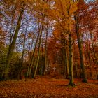 Herbstwald