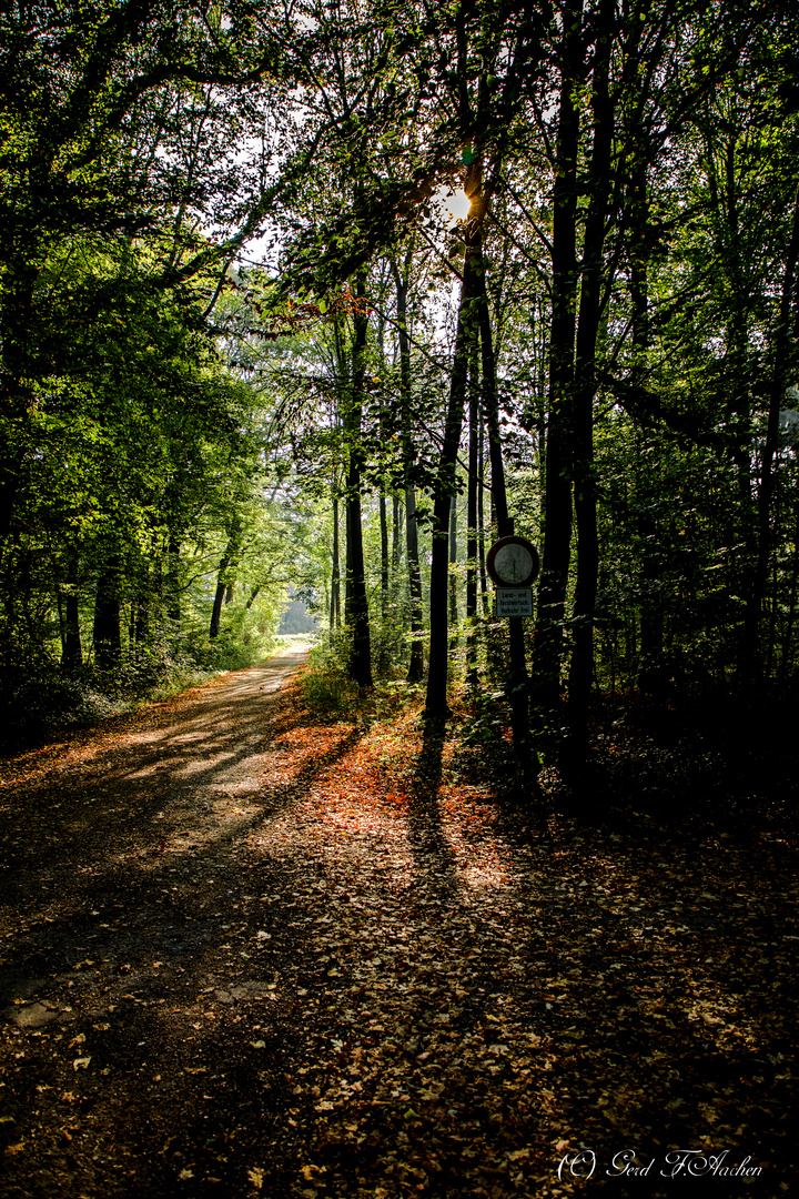 Herbstwald