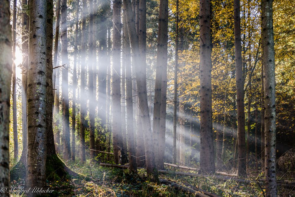 Herbstwald ...