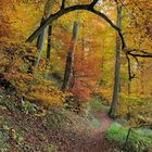 *Herbstwald*
