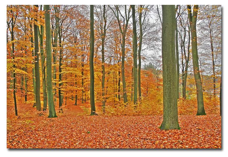 Herbstwald