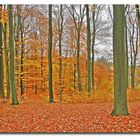 Herbstwald